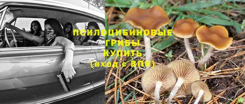 Псилоцибиновые грибы MAGIC MUSHROOMS  OMG зеркало  Богородск 